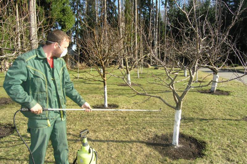 Gardeners lunar calendar for March 2019: favorable days for caring for plants + dates prohibited for work