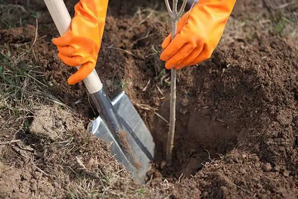 Gardeners lunar calendar for March 2019: favorable days for caring for plants + dates prohibited for work