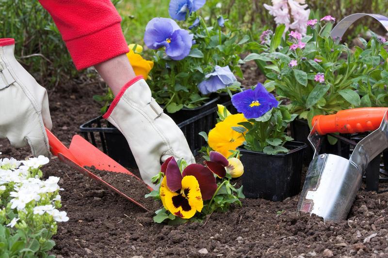 Gardeners lunar calendar for May 2022: how to determine the best days for planting garden crops