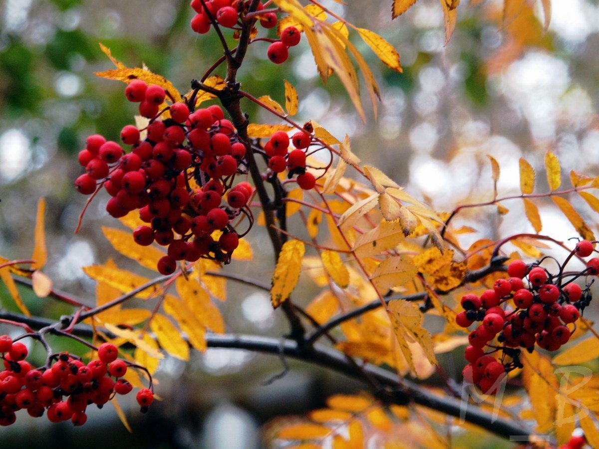 Gardeners lunar calendar for september 2022: auspicious days