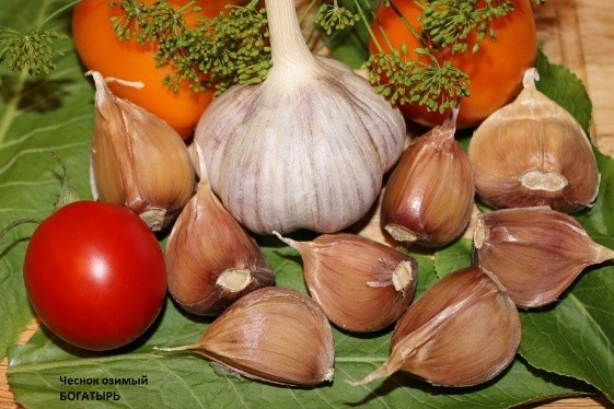 Garlic Bogatyr: variety description