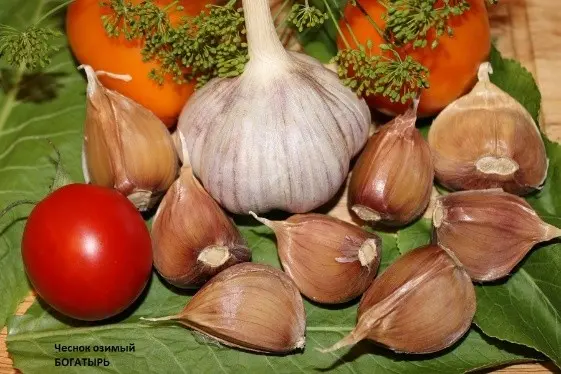 Garlic Bogatyr: variety description