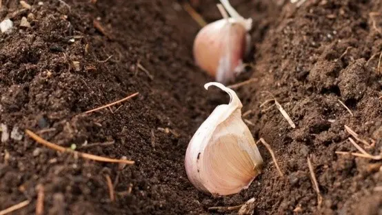 Garlic Bogatyr: variety description