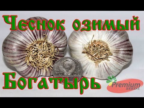 Garlic Bogatyr: variety description