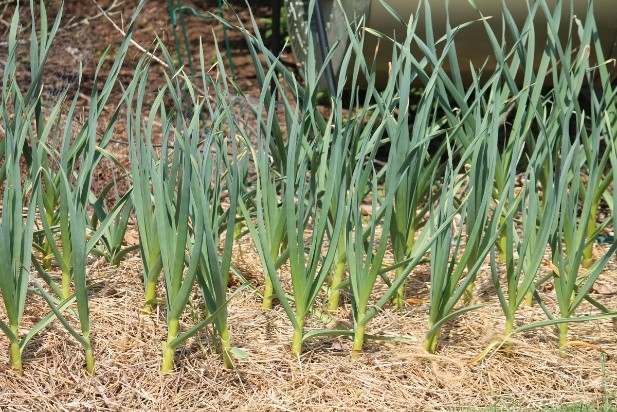 Garlic Bogatyr: variety description