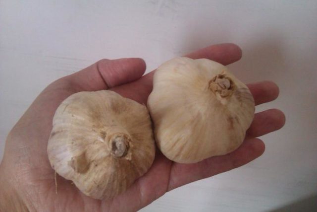 Garlic Bogatyr: variety description