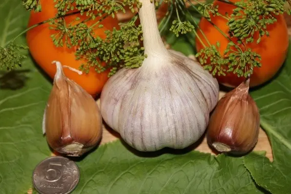 Garlic Bogatyr: variety description