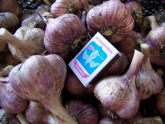 Garlic Bogatyr: variety description