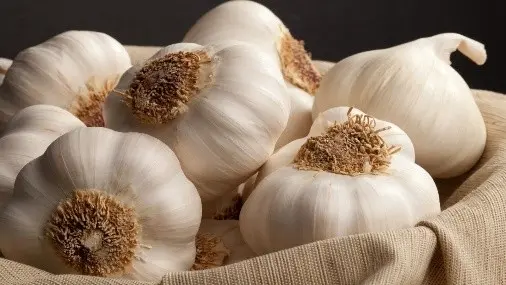 Garlic Bogatyr: variety description