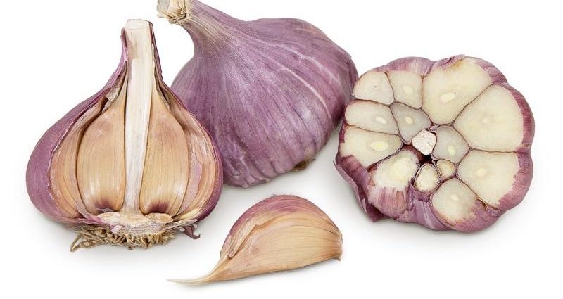 Garlic Bogatyr: variety description