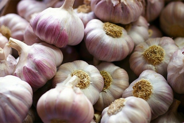 Garlic Dobrynya: variety description + reviews