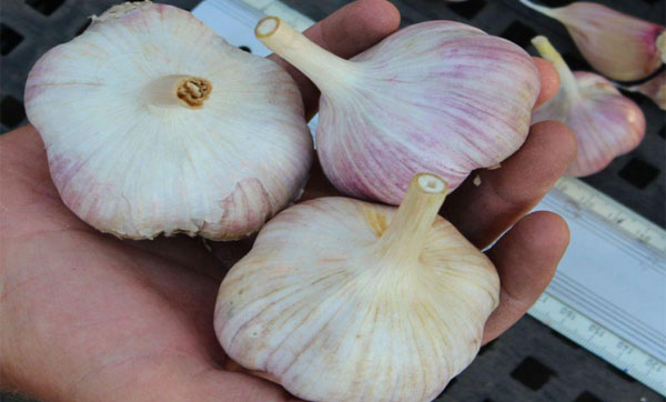 Garlic Dobrynya: variety description + reviews