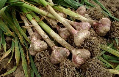 Garlic Dobrynya: variety description + reviews