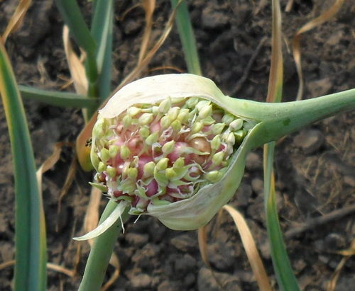 Garlic Dobrynya: variety description + reviews