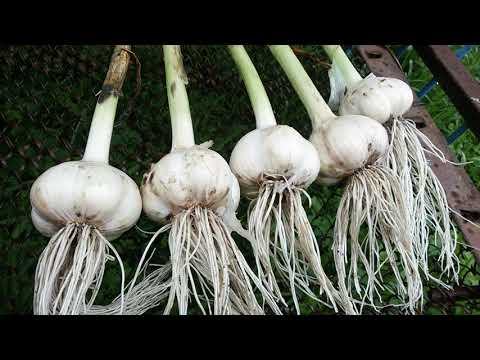 Garlic Dobrynya: variety description + reviews