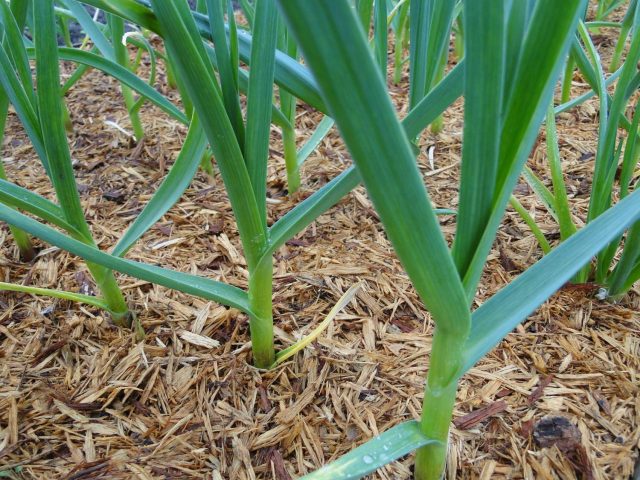 Garlic Gribovsky winter: planting and care