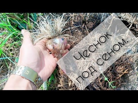 Garlic Gribovsky winter: planting and care