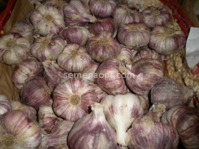 Garlic Gribovsky winter: planting and care