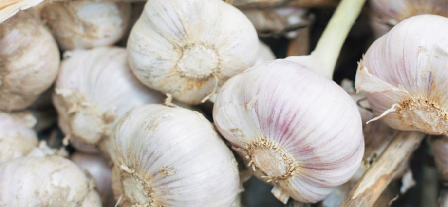 Garlic &#8211; how to eat it to get the most of its properties?