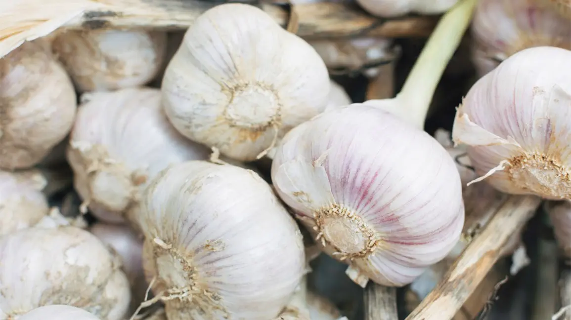 Garlic &#8211; how to eat it to get the most of its properties?