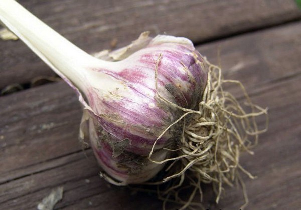 Garlic Komsomolets: variety description, care features, yield (2022)