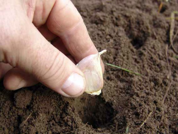 Garlic Komsomolets: variety description, care features, yield (2022)