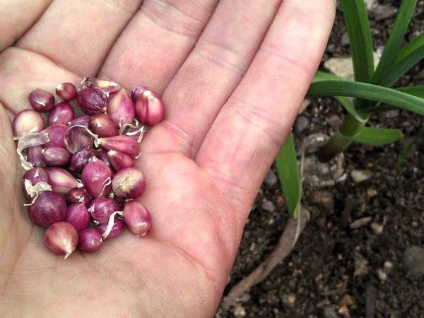 Garlic Komsomolets: variety description, care features, yield (2022)