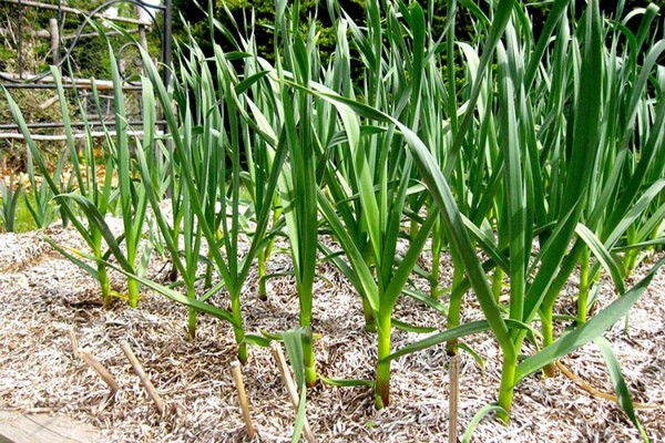 Garlic Komsomolets: variety description, care features, yield (2022)