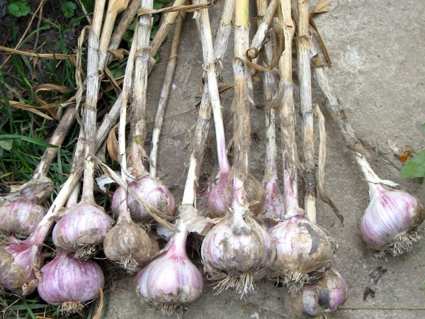 Garlic Komsomolets: variety description, care features, yield (2022)