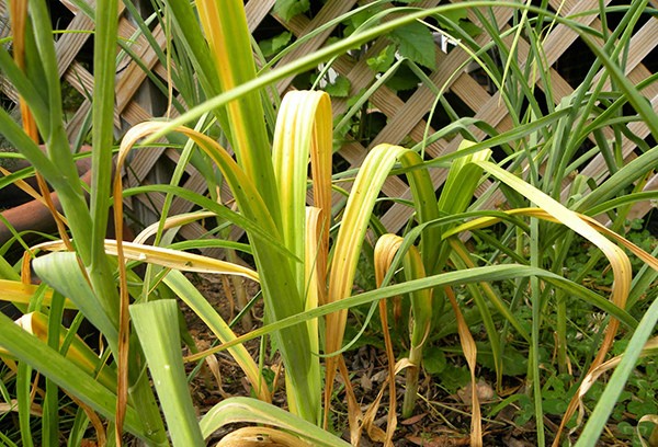 Garlic leaves turn yellow, what to do, how to treat - a folk remedy