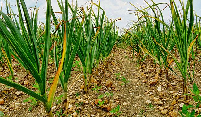 Garlic leaves turn yellow, what to do, how to treat &#8211; a folk remedy