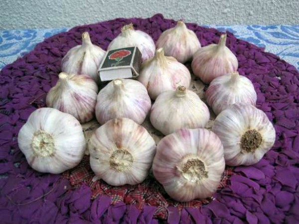 Garlic Lyubasha: variety description and characteristics