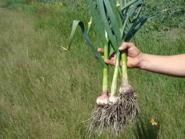 Garlic Lyubasha: variety description and characteristics