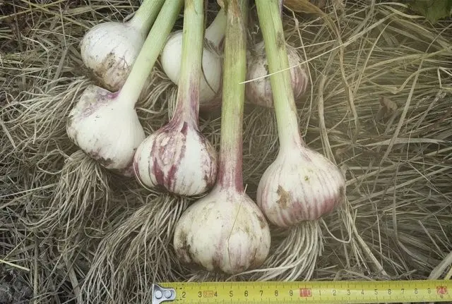 Garlic Lyubasha: variety description + reviews