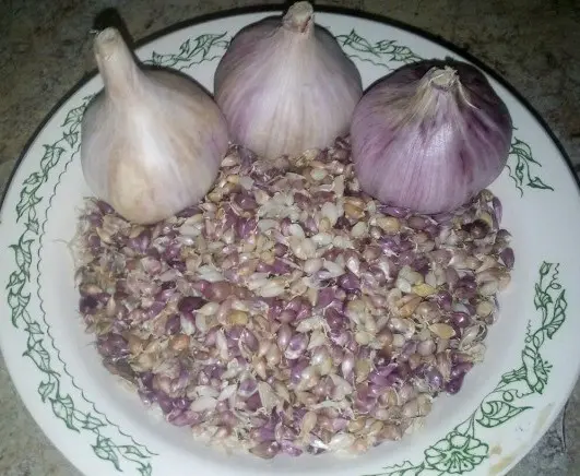 Garlic Lyubasha: variety description + reviews