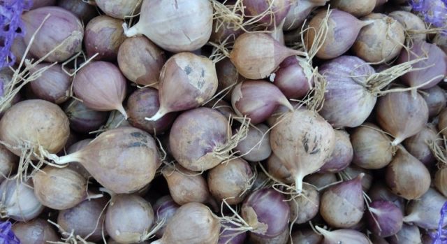 Garlic Lyubasha: variety description + reviews