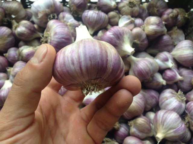 Garlic Lyubasha: variety description + reviews