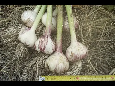 Garlic Lyubasha: variety description + reviews