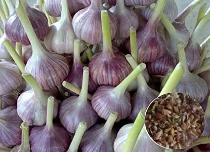 Garlic Lyubasha: variety description + reviews