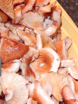 Garlic mushrooms: recipes for winter preparations