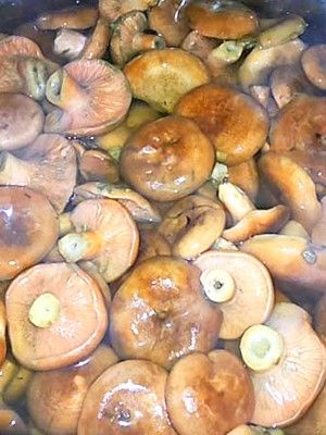 Garlic mushrooms: recipes for winter preparations