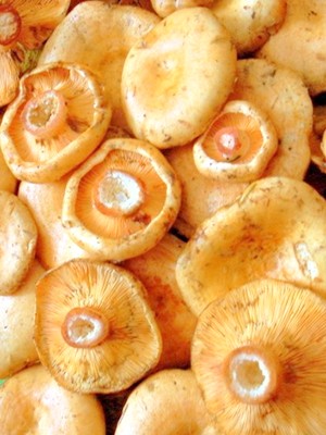 Garlic mushrooms: recipes for winter preparations