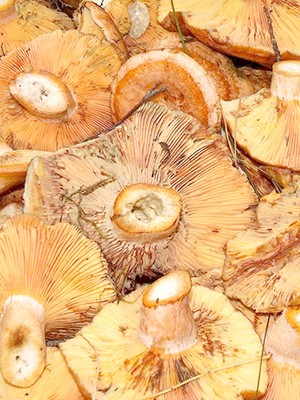 Garlic mushrooms: recipes for winter preparations