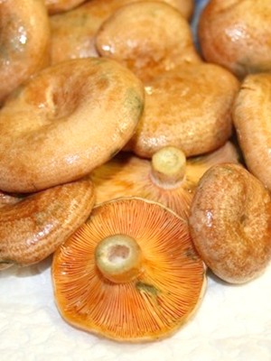 Garlic mushrooms: recipes for winter preparations