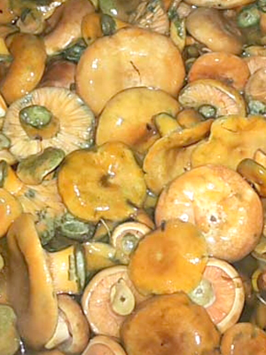 Garlic mushrooms: recipes for winter preparations