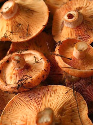 Garlic mushrooms: recipes for winter preparations