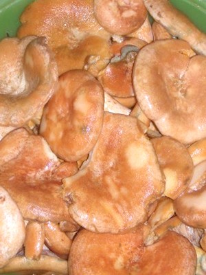 Garlic mushrooms: recipes for winter preparations