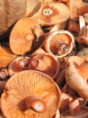 Garlic mushrooms: recipes for winter preparations