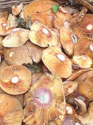 Garlic mushrooms: recipes for winter preparations