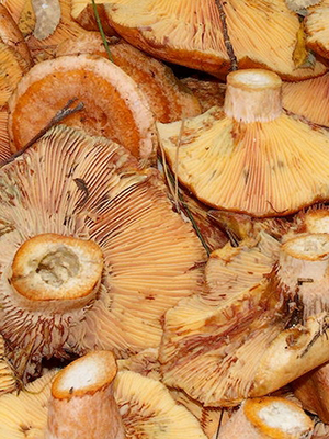 Garlic mushrooms: recipes for winter preparations